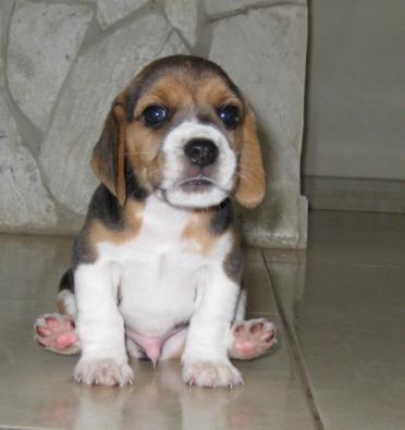 Pictures of hot sale baby beagles